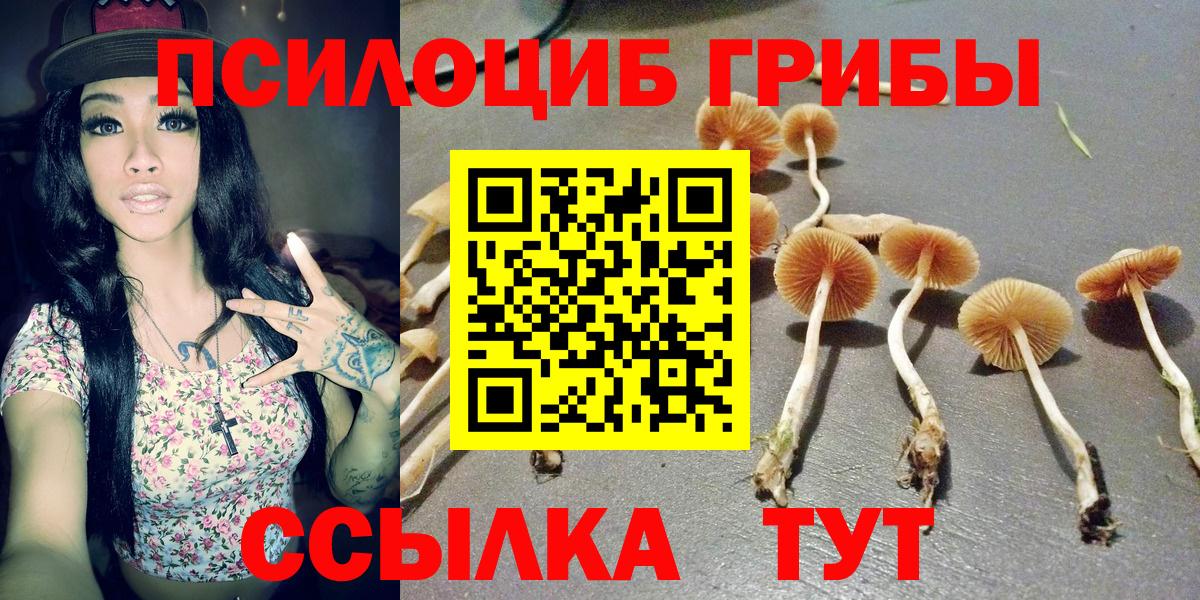 Камышин  наркотики  Вход с VPN  Псилоцибиновые грибы прущие грибы 
